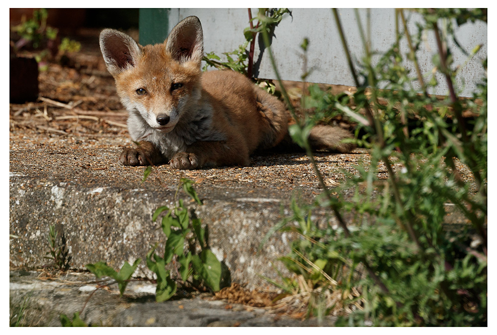 1905251405252761.jpg - Fox cub