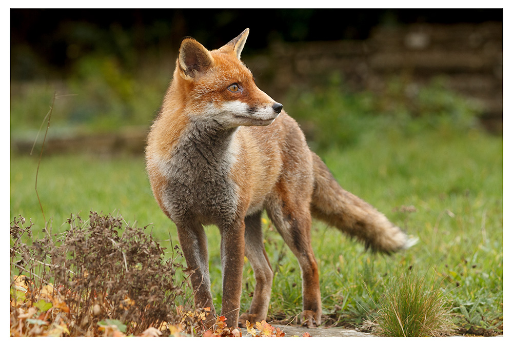 2112251712256451.jpg - Lopa in the garden