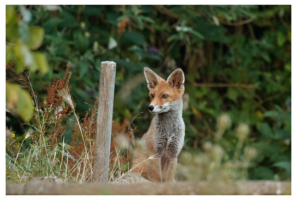 2206262106268135.jpg - Fox cub in garden (one of two)