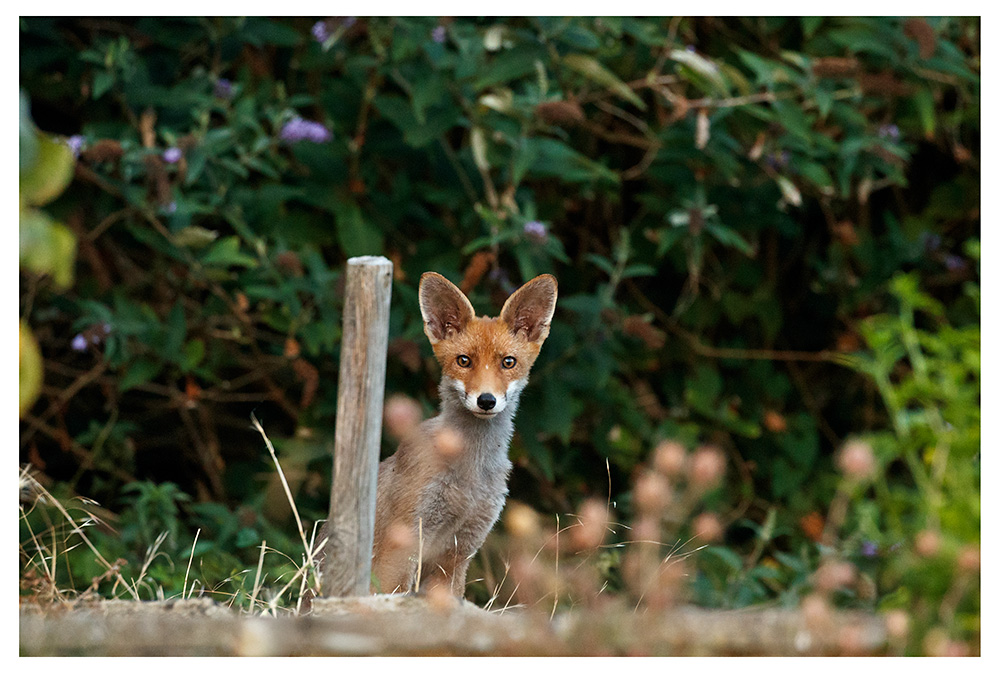 2207261507269026.jpg - Cub in garden
