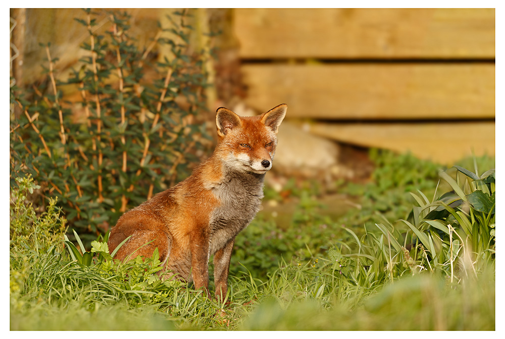 2302261402266658.jpg - Lopa in the garden