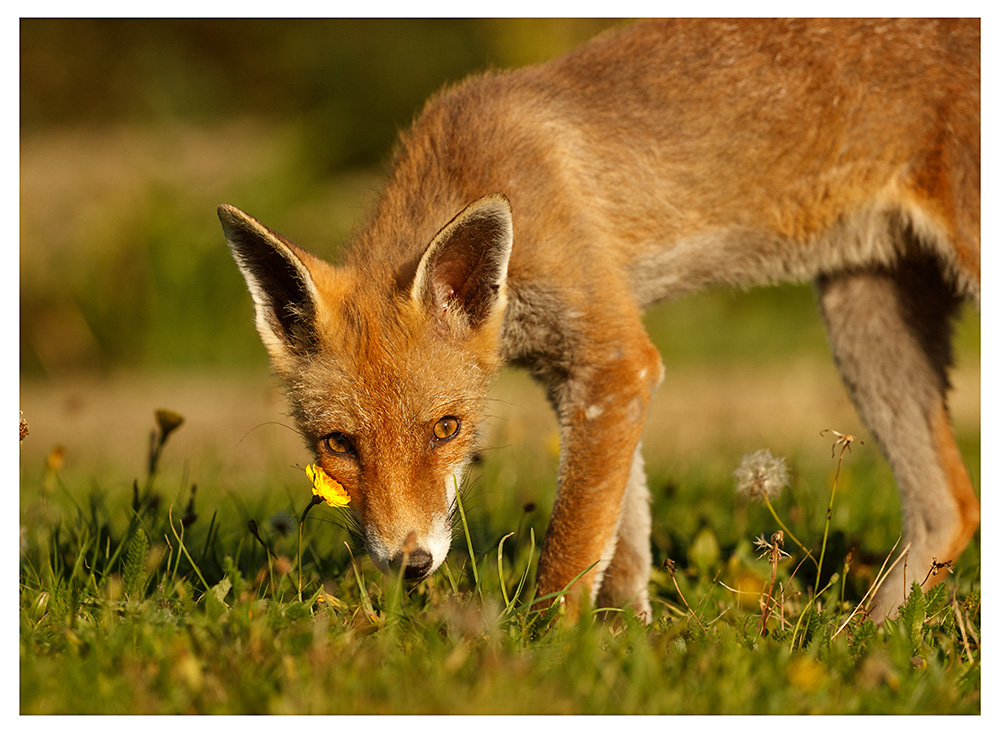 2310253009255565.jpg - Solo in the sunshine