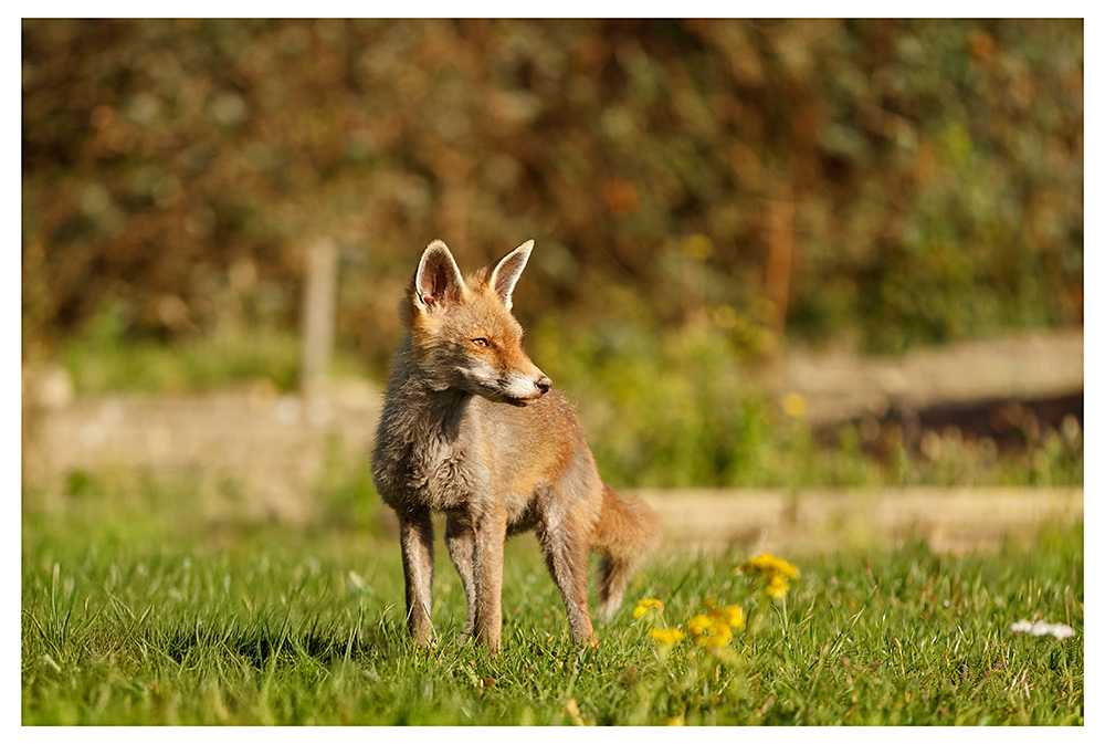 2311251211255920.jpg - SoLo in the garden