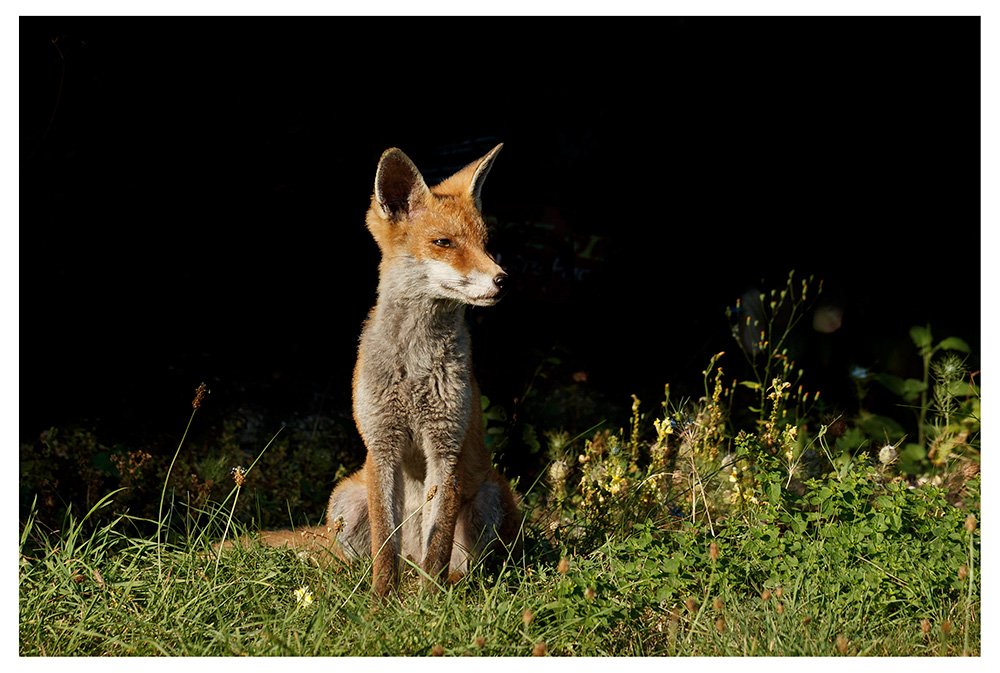 2408251708254996.jpg - SoLo in the garden