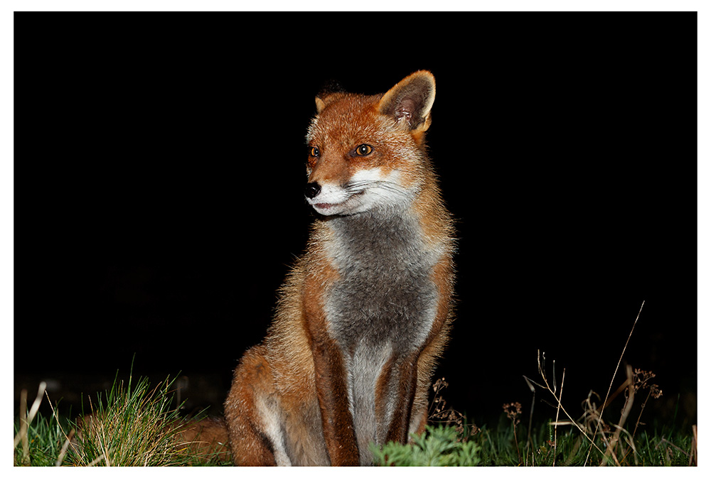 3001262401266524.jpg - Lopa at night