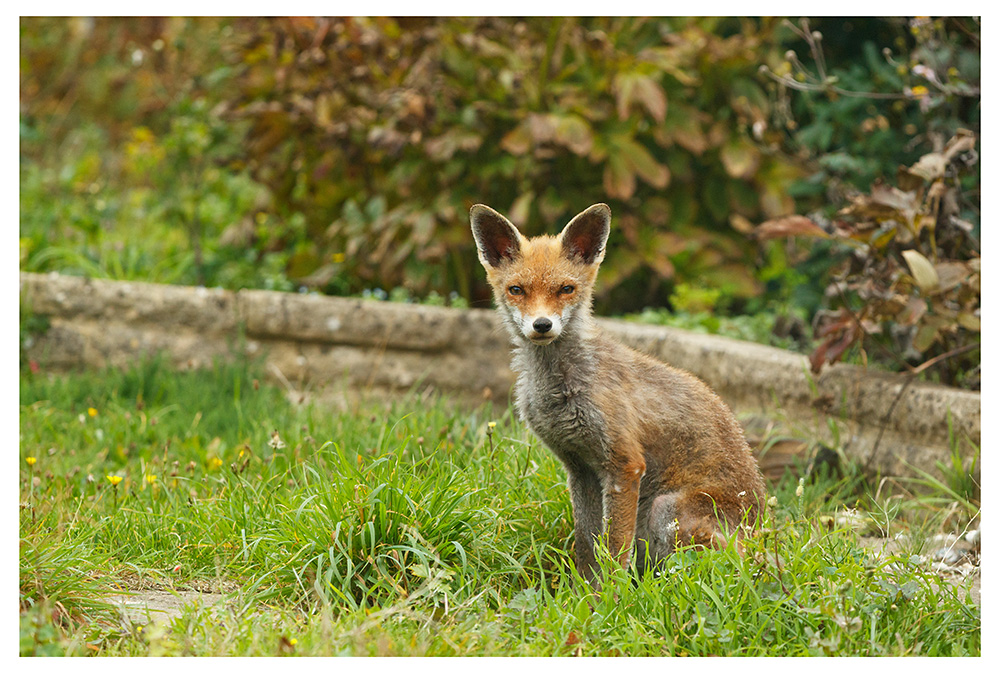 3010251110255703.jpg - SoLo in the garden