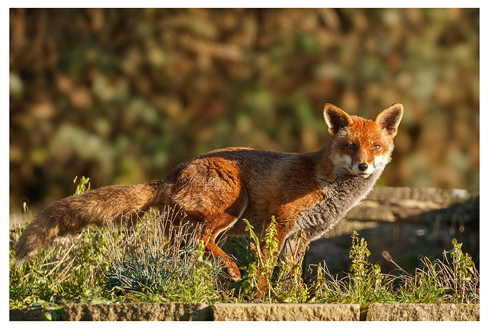 3112253112256471.jpg - Lopa in the garden