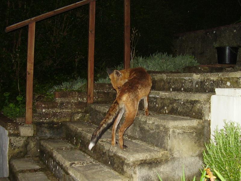 Fox on garden steps