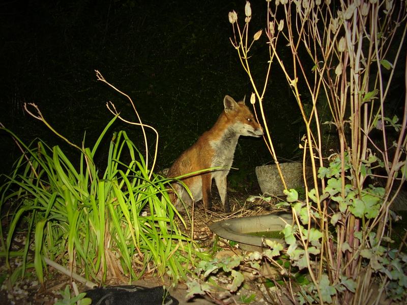 Fox pond watching
