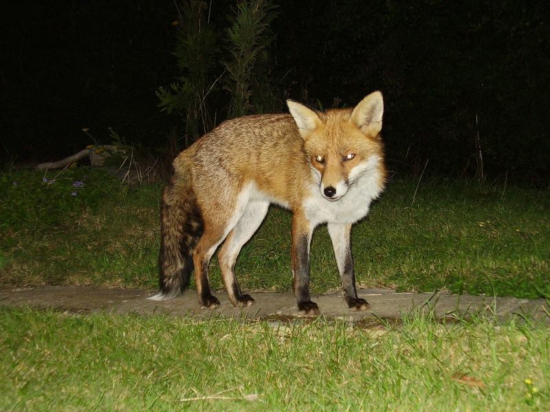 Fox standing 2