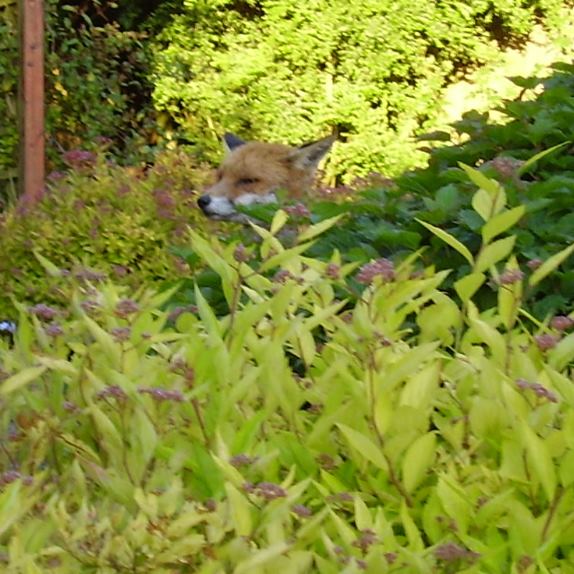 Fox in shrubs