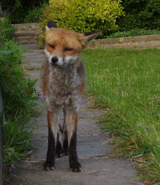fox in sox book
