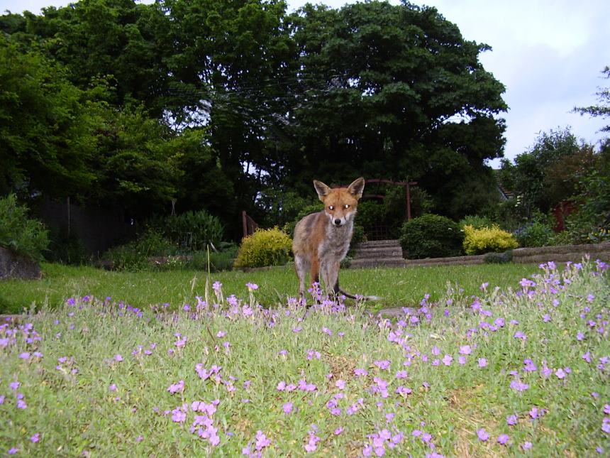 fox garden