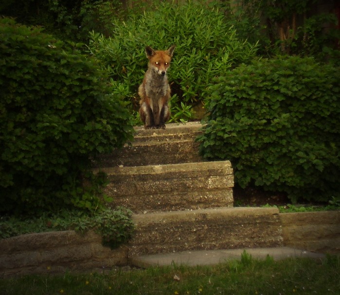 fox in shrubs