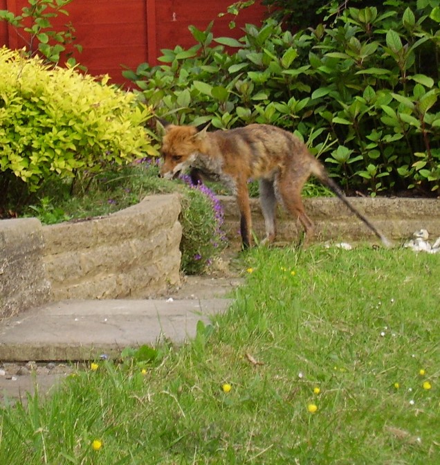 fox about to cache food