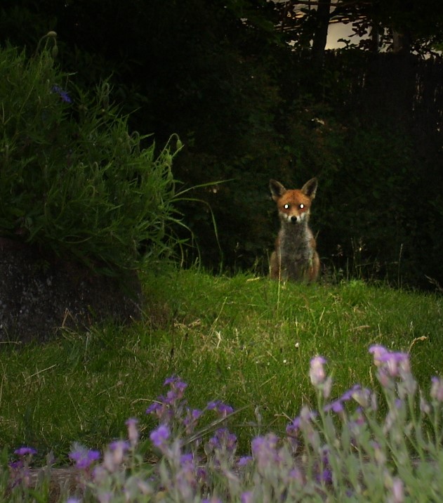 fox at dusk