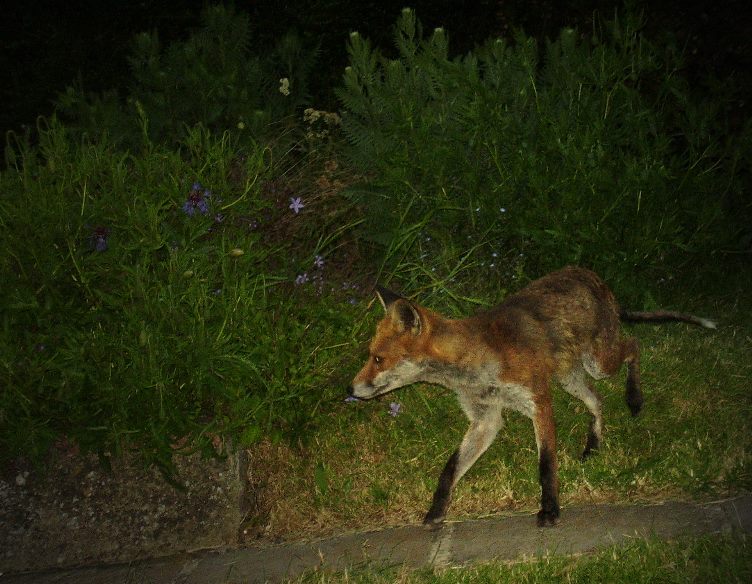 Fox at dusk 3