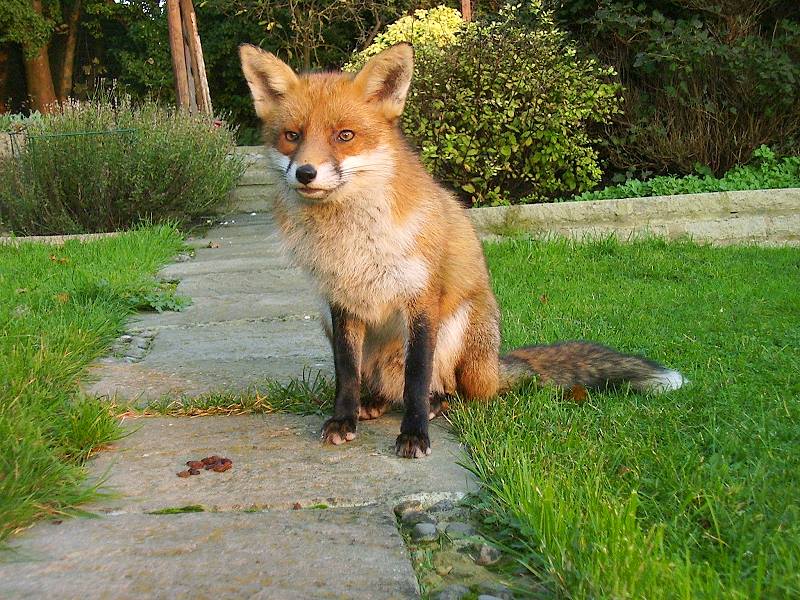 Daytime fox
