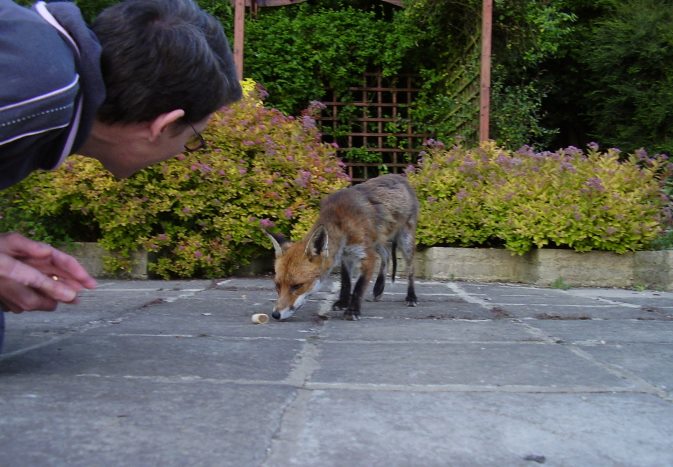 friendly fox