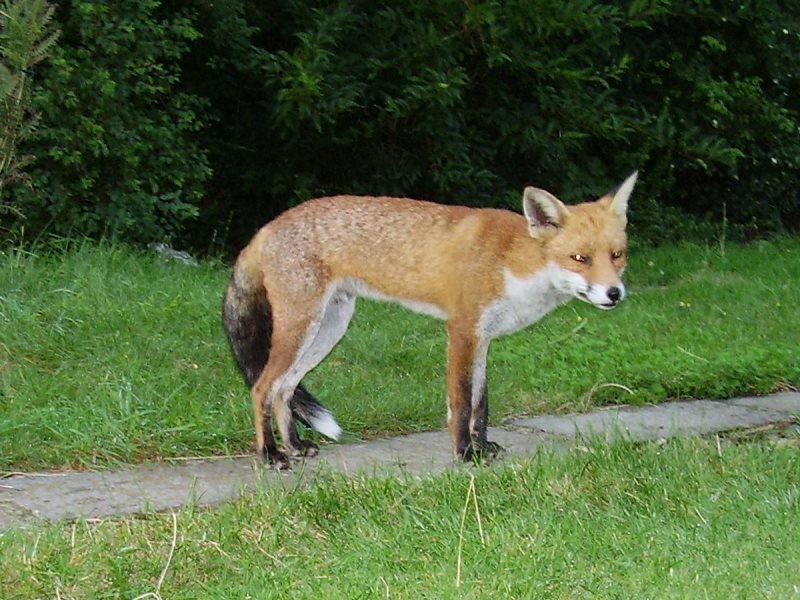 Fox standing