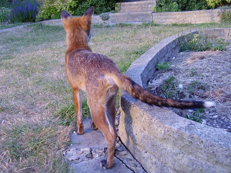 Fox showing coat beginning to recover