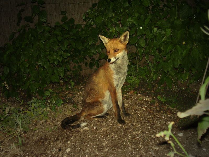 Fox sitting 2