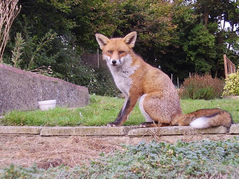 Fox sitting