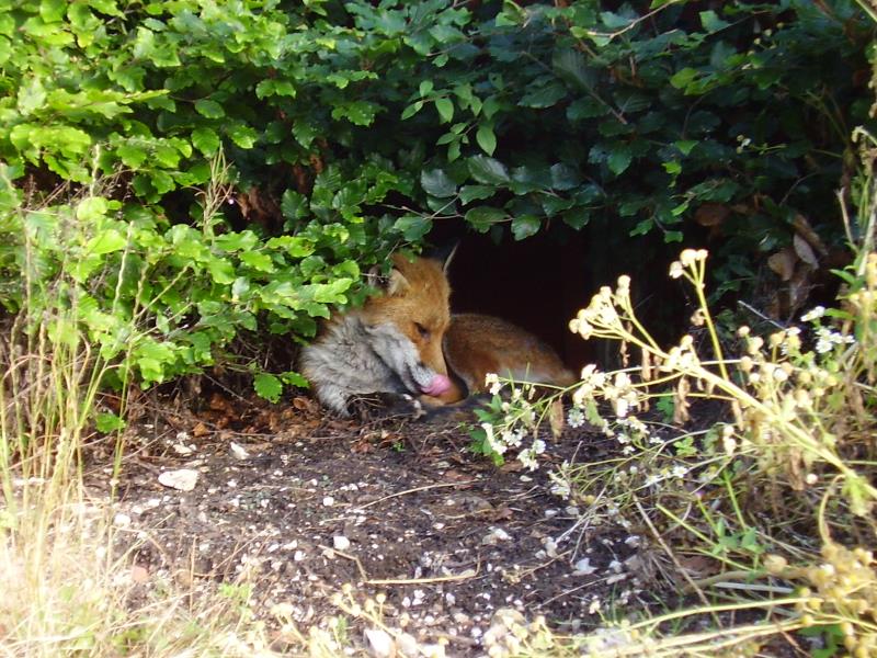 Fox in shrubs 2