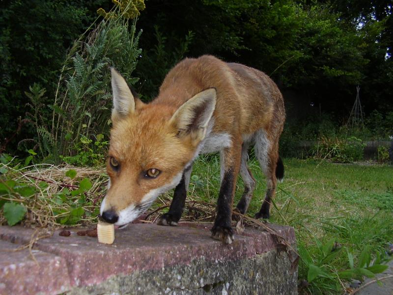 Fox investigating food