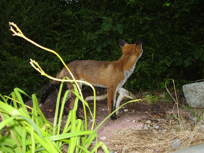 Fox against shrubs