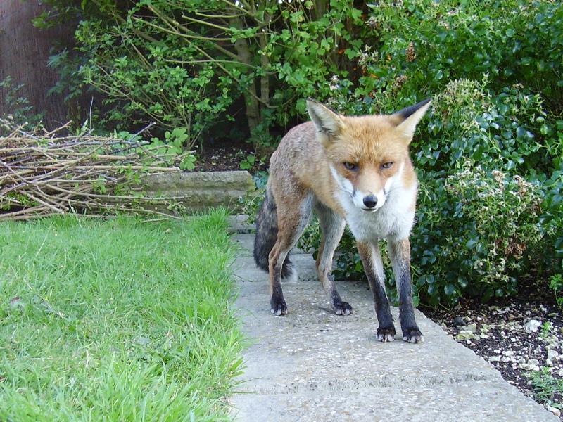 Fox on path