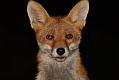 fox_cub_1509079100