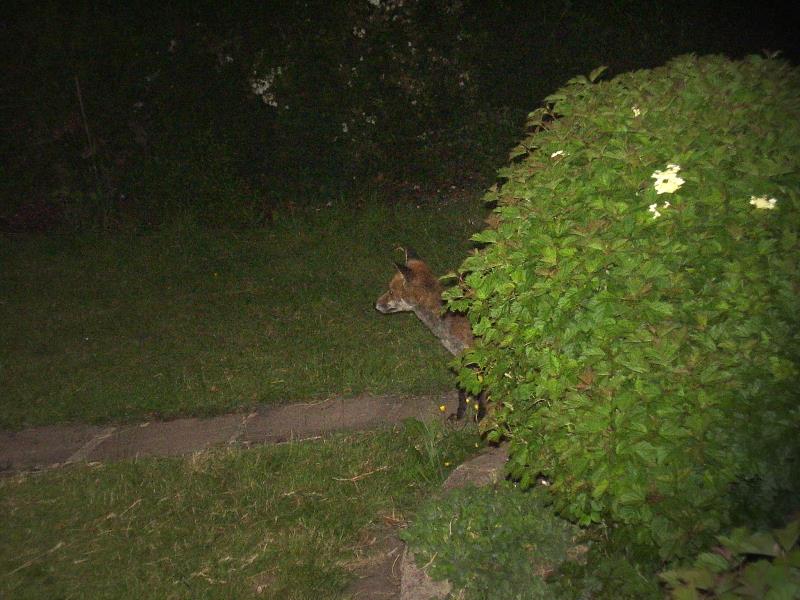Fox Peeking again