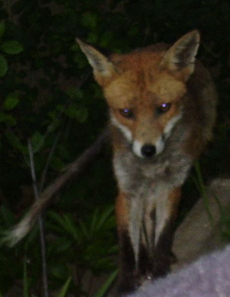 Fox face