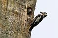 greater spotted woodpecker and chick