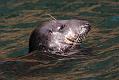 Seals and shags at Ramsey Island