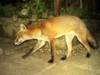 Fox cub walk