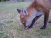 fox cub grubbing