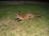 fox cub on lawn 2