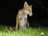 fox cub portrait 2