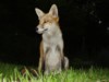 fox cub portrait 3