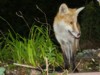 Fox cub portrait 4
