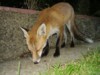 fox cub snuffling