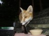 fox cub and bowl