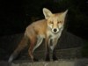 fox cub portrait 5