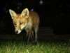 Fox cub portrait 6