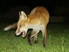 Fox cub dance