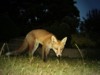 Fox cub standing 2