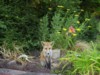 fox cub sitting