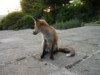 Fox cub on patio